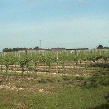 Aux alentours de Réparsac, les vignes